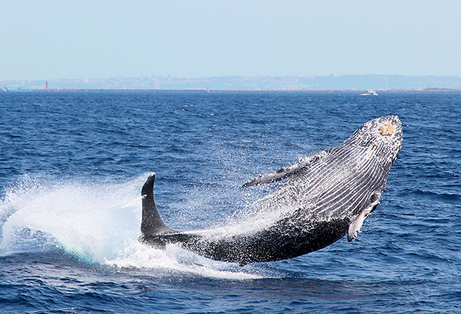 沖縄の冬限定！ 野生のザトウクジラに出会えるホエールウォッチング