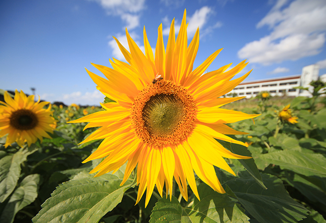 精华绝景！40万株的向日葵将冲绳的冬天染成一片金色「北中城向日葵祭」