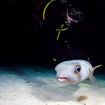 Pufferfish with diver during night dive, Cuba