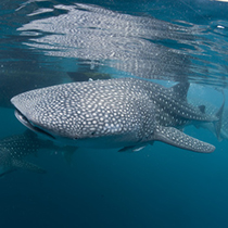 Isolated Whale Shark portrait underwater in Papua