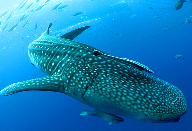 世界最大の魚類 ジンベエザメ のことをもっと知りたい 特集記事 Okinawa Travel Info