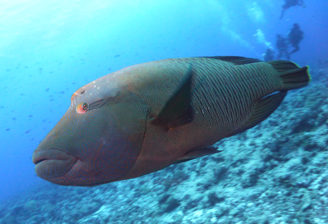 不可思议的生态巨大鱼 拿破仑鱼 专题 Okinawa Travel Info
