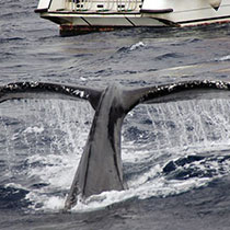 whale-sub3