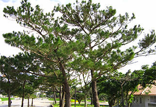 Pinus Luchuensis02