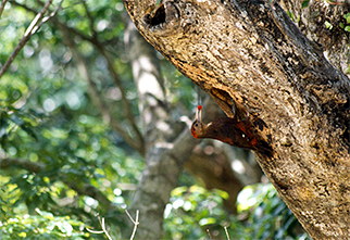 Okinawa Woodpecker02