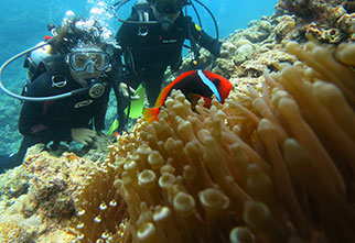 サンゴの楽園＋クマノミ& 熱帯魚体験ダイビング