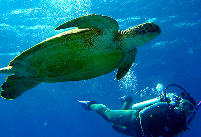 Okinawa là nhà của nhiều loại rùa biển