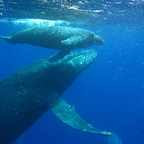 whale-sub